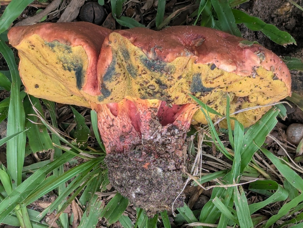 Exsudoporus floridanus · August 2026 · photo: Photo: no rights reserved · iNaturalist