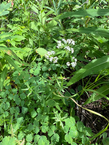 Northern Bedstraw