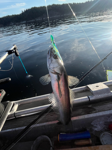North Pacific hake (Merluccius productus) — Merlucciidae — 5