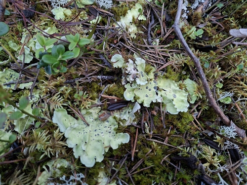 Arctic Kidney Lichen