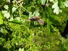 Monilinia johnsonii