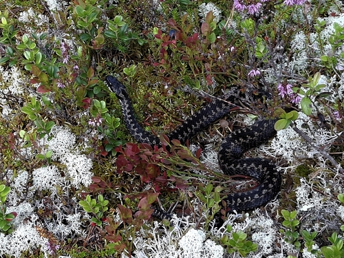 Adder