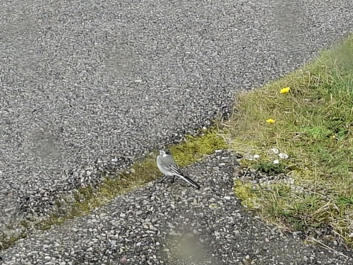 White Wagtail