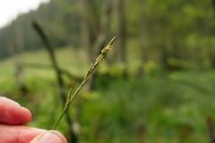Carex elongata