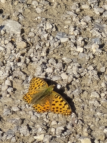 Queen of Spain Fritillary