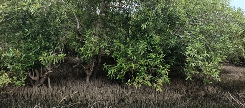black mangrove