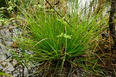 Carex elongata