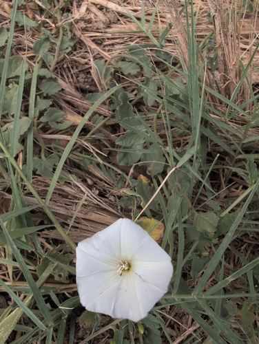 field bindweed