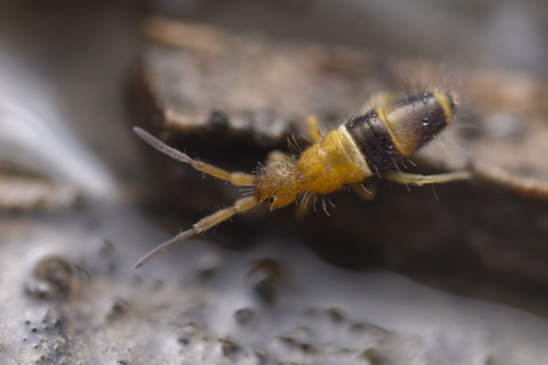 Entomobrya clarki