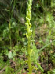 Platanthera cooperi