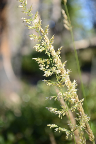 Calamagrostis rubescens, photograph 3