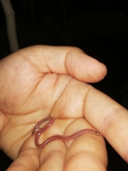 Xerotyphlops vermicularis