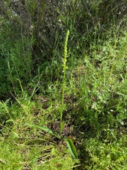 Platanthera cooperi