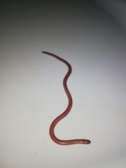 Xerotyphlops vermicularis