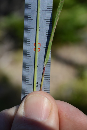 Calamagrostis rubescens, photograph 4