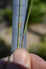 Calamagrostis rubescens, photograph author not stated, no rights reserved