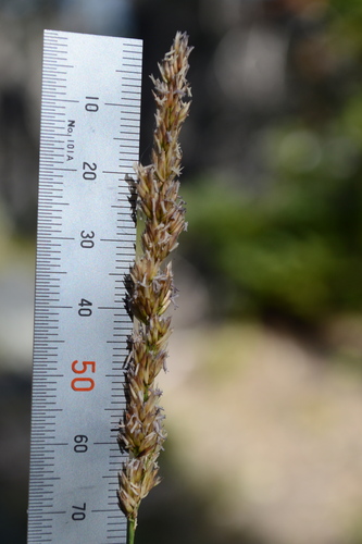 Calamagrostis rubescens, photograph 2