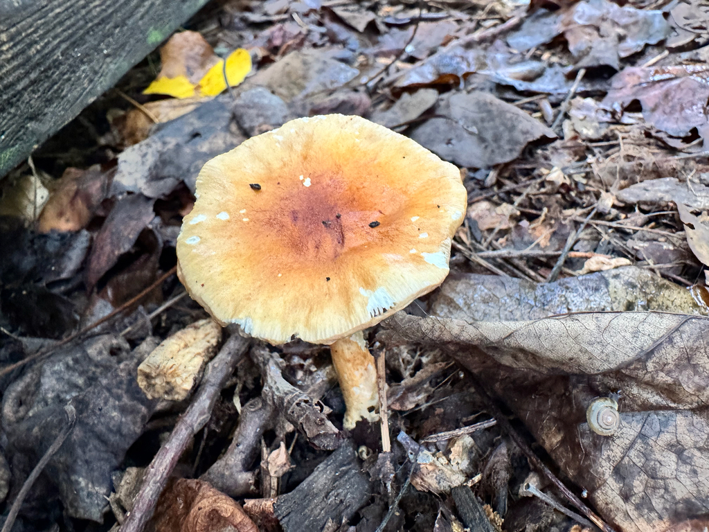 Zhuliangomyces glischrus · August 2026 · photo: Photo: (c) Annie Weissman, some rights reserved (CC BY) · iNaturalist