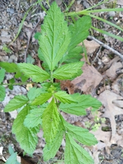 Geum vernum