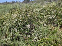Eriogonum fasciculatum fasciculatum