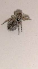 Mexigonus