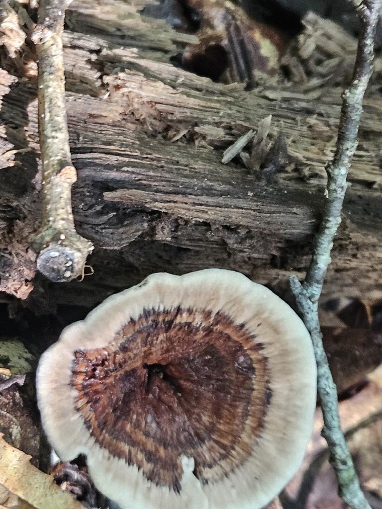 Zoned Tooth · August 2026 · photo: Photo: (c) willingarden, some rights reserved (CC BY) · iNaturalist