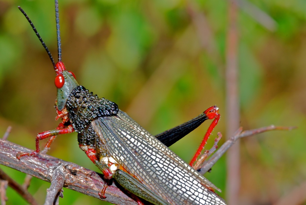 Taphronota