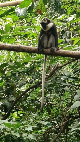 Red-bellied Monkey