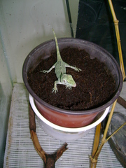 Anolis proboscis
