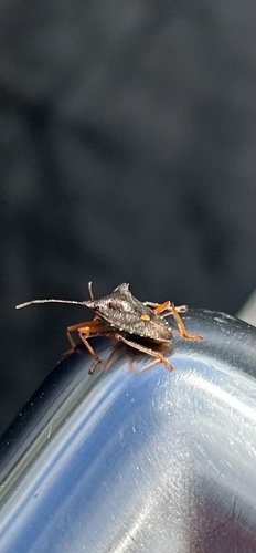 Forest Bug