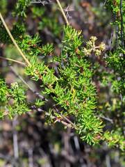 Eriogonum fasciculatum fasciculatum