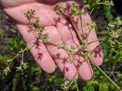 Eriogonum fasciculatum fasciculatum