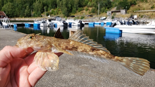 Common Dragonet, Rogaland, NO, photo 5 of 10