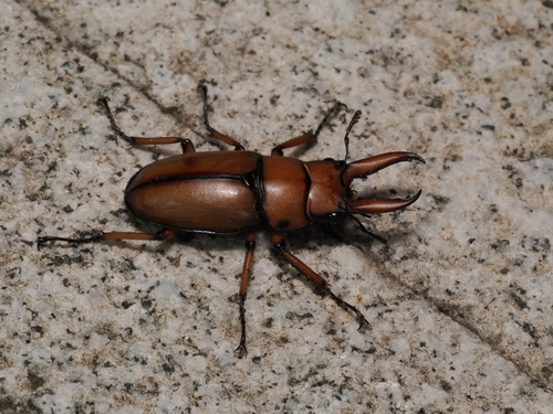 Common Red Stag Beetle