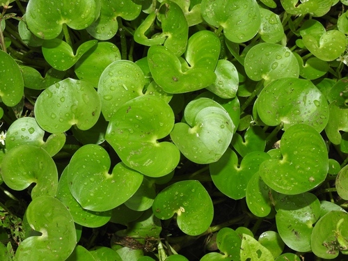 Heteranthera reniformis