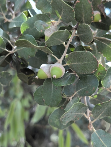 sweet acorn oak