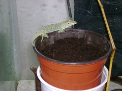 Anolis proboscis