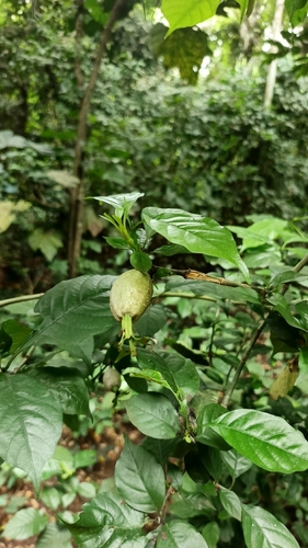 Gardenia nitida