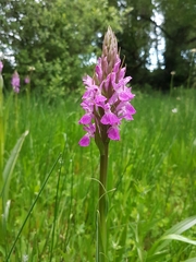 Dactylorhiza elata