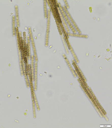 Oscillatoria observed 2026-08-11