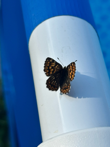 Duke of Burgundy