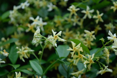 Trachelospermum jasminoides