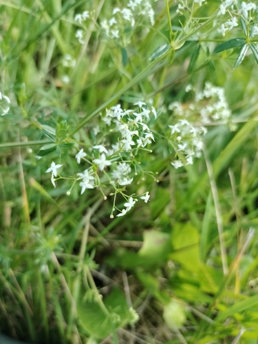 Hedge Bedstraw