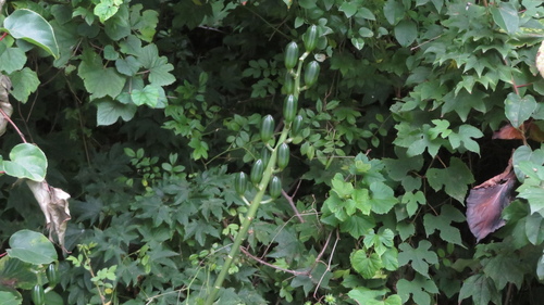 Cardiocrinum cordatum, photograph 6
