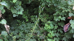Cardiocrinum cordatum, photograph (c) yajapin, some rights reserved (CC BY)