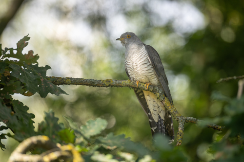 Common Cuckoo
