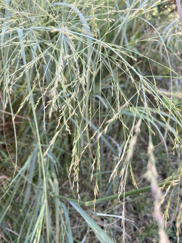 switchgrass