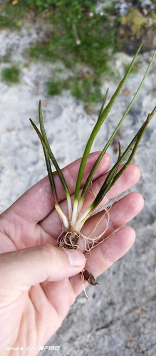 Isoetes lacustris observed 2026-08-10
