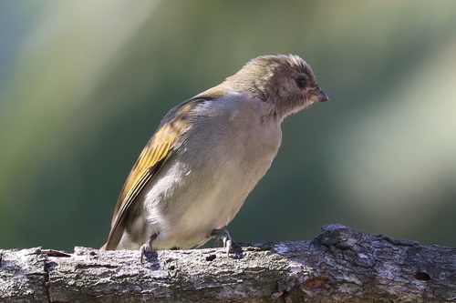iNaturalist image
