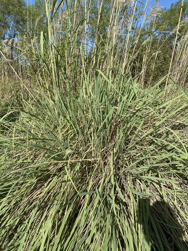 ravenna grass